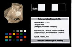 Foto (Objekt + Etikett) von Decapoda indet.  (NHMW-GEO-1990-0041-4392)